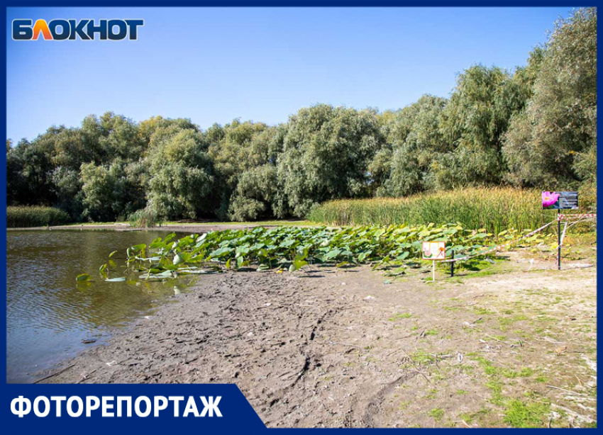 Сорванные цветы, засуха и мусор: в Волжском загадили едва появившееся единственное озеро лотосов