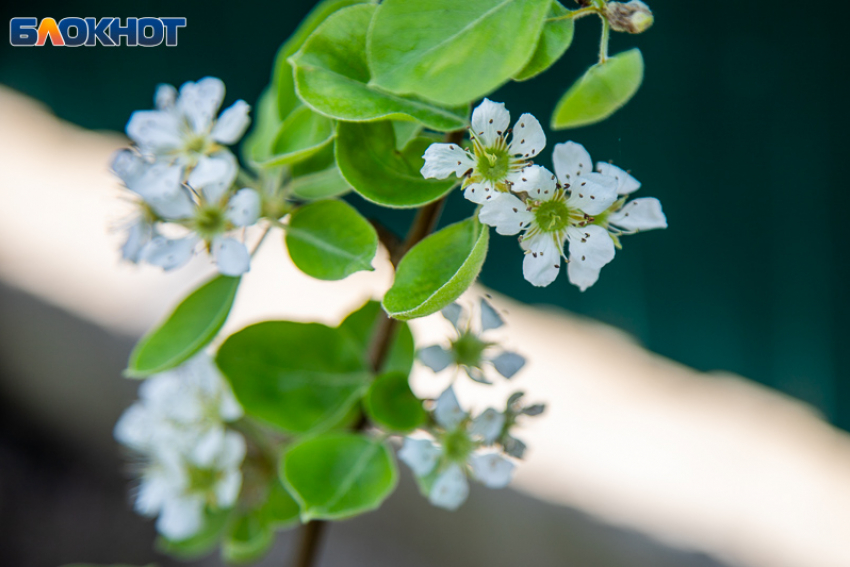 Идеальный день для отдыха на природе: погода на воскресенье в Волжском