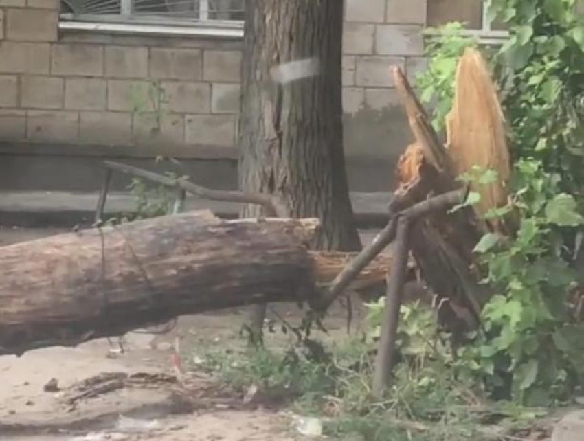 "Дерево лежит уже четыре дня",- волжанин