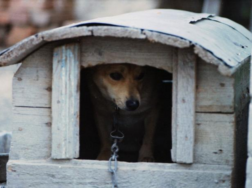 За выдуманное число собак директор организации отлова получил 1 млн рублей