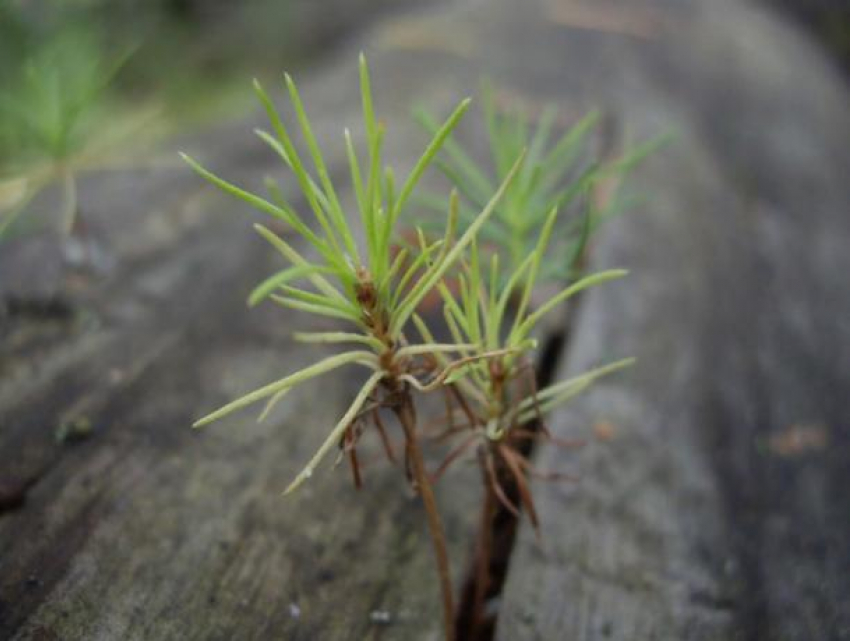 Шишки собраны: в регионе высадят более полутора тысяч гектаров леса 