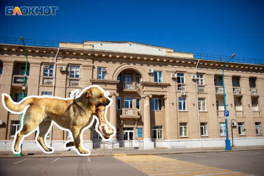 Администрация Волжского пообещала отловить бездомных собак без бирок после скандала на сайте «Блокнот Волжский»