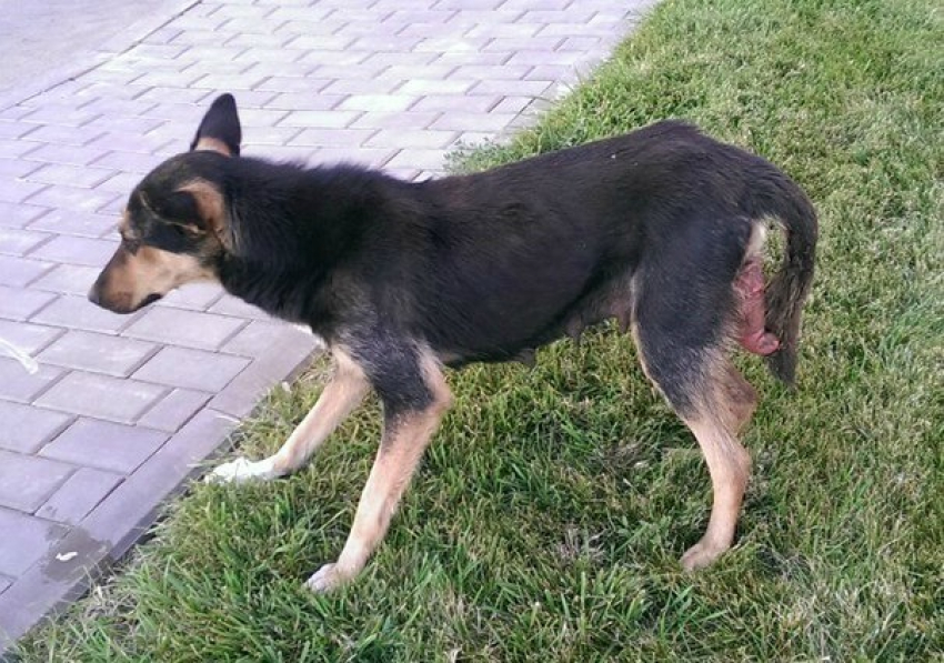В Волгограде догхантер убил собаку под видом помощи защитникам животных