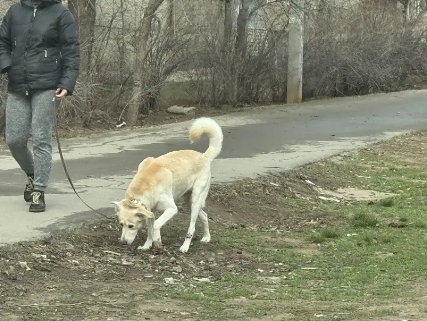 Город утонул в собачьих отходах - весна в Волжском обнажила проблему