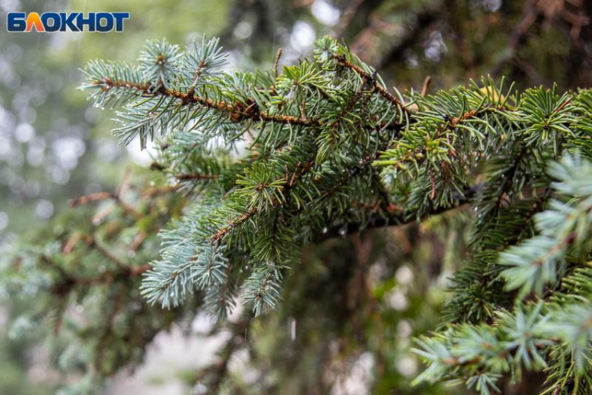 Неделя в Волжском начнется с отсутствия солнца: прогноз