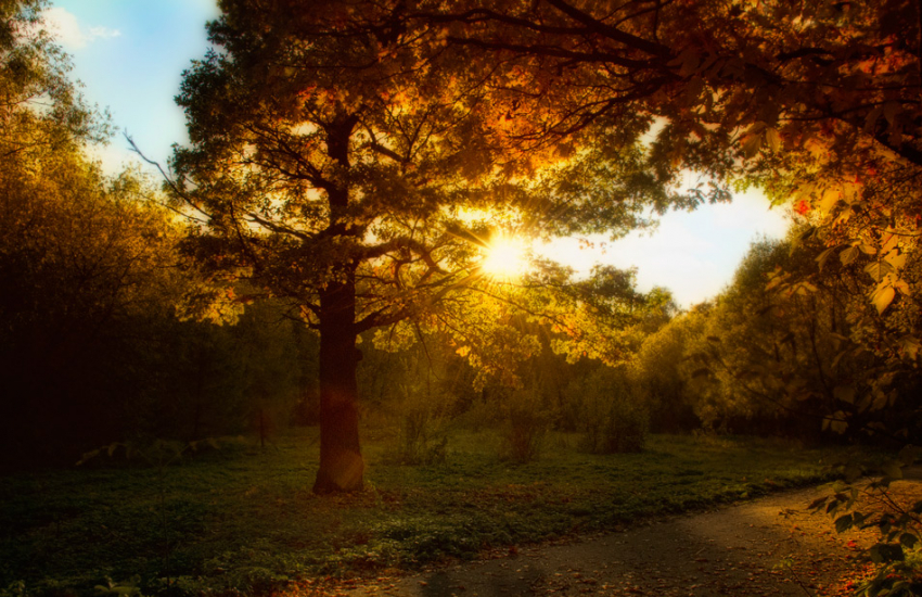 Волго-Ахтубинская пойма обогатилась почти на 5 тысяч саженцев дуба и тополя