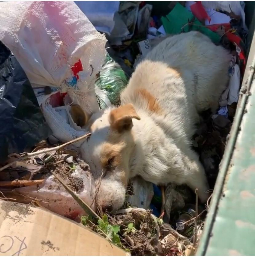 Выбросил в мусорку живого пса: из партии исключили главу поселения Фроловского района