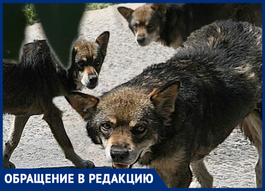 «Стая собак напала на моего мужа», - Мария Бакумова 