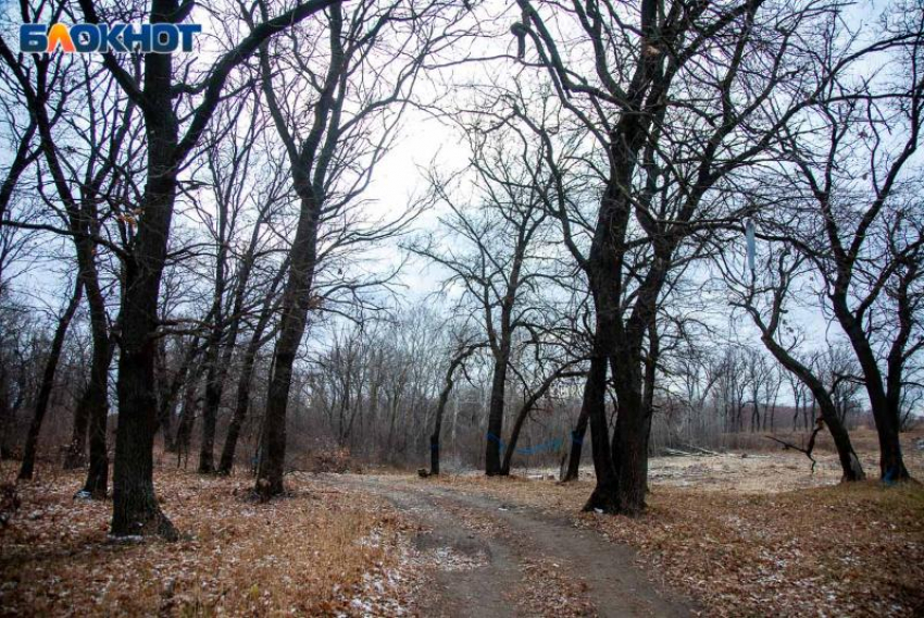В Волго-Ахтубинской пойме проходит высадка молодых дубов и сосен
