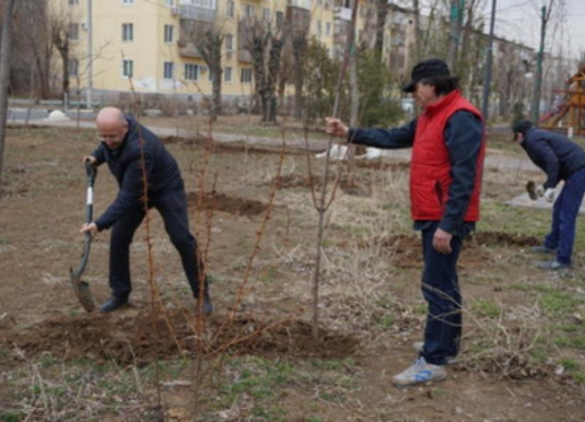 Зеленый фонд Волжского продолжают пополнять новыми насаждениями