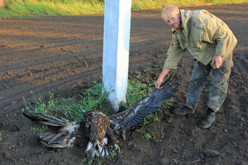 Волгоградские энергетики заплатят более миллиона за гибель двух птиц