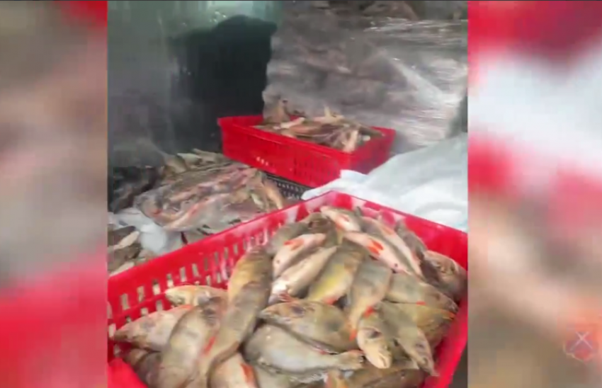 Волжан кормили рыбными деликатесами из нелегального цеха в промзоне