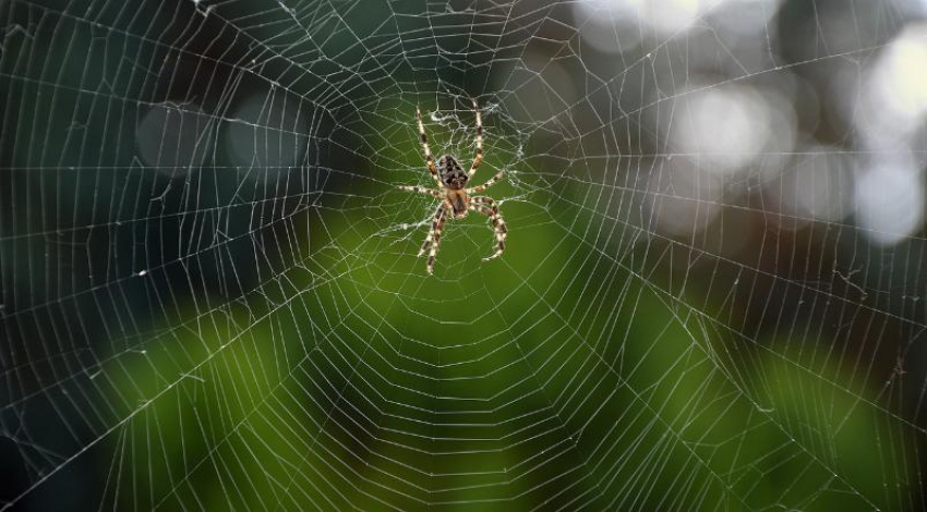 27 человек пострадали от укусов ядовитых пауков в Волгоградской области