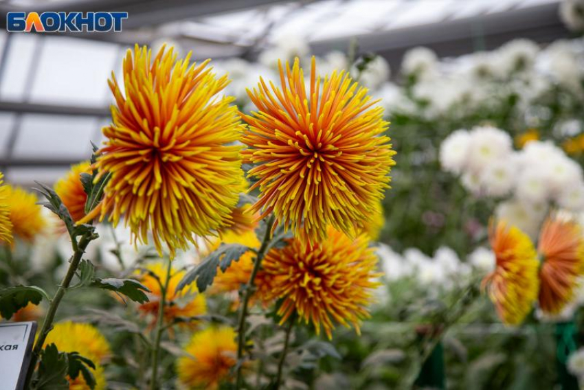 День Мины Красноречивого: традиции, приметы и запреты