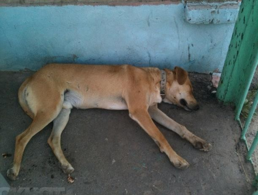 Волжан предупредили о необходимости привития своих питомцев от бешенства