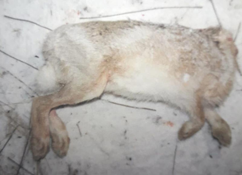 За убийство зайца-русака под Волжским мужчине грозит 2 года тюрьмы