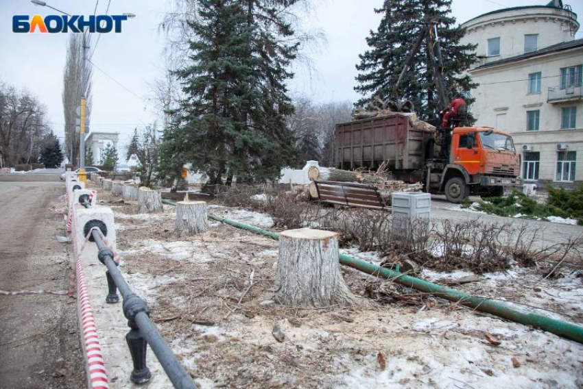 В Волжском назначили первое заседание суда по делу о сносе тополей на Фонтанной