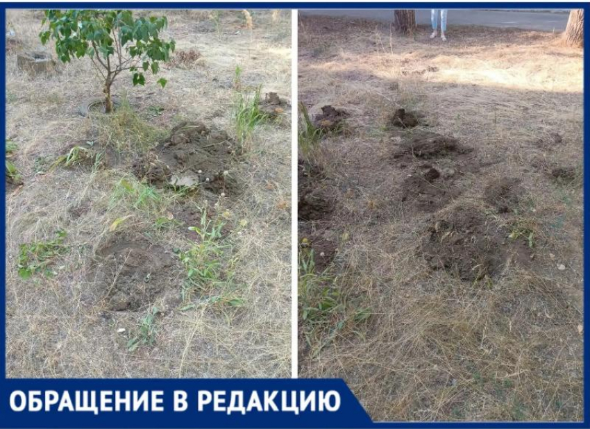 В Волжском «коммунальщики» уничтожили цветники у дома на Горького, 46