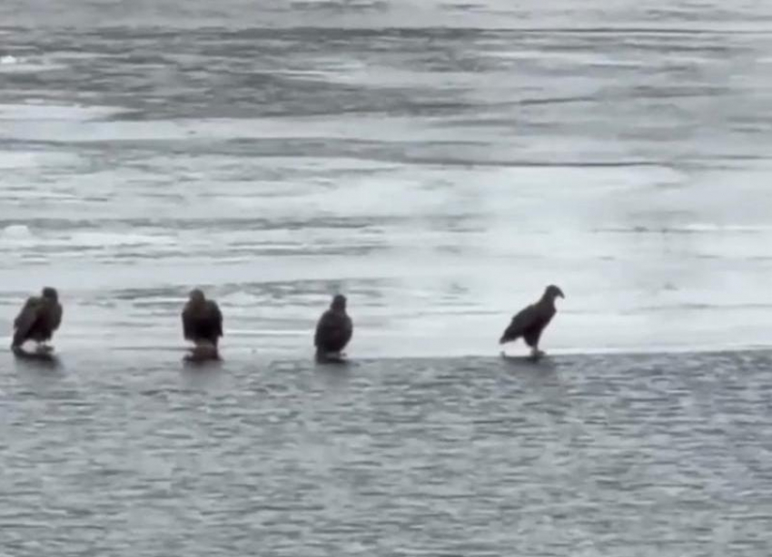 Редкие птицы выбрали Ахтубу для игр: видео