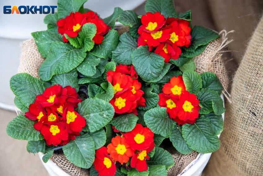 Усилится чувствительность и тяга к воспоминаниям: гороскоп на 19 февраля