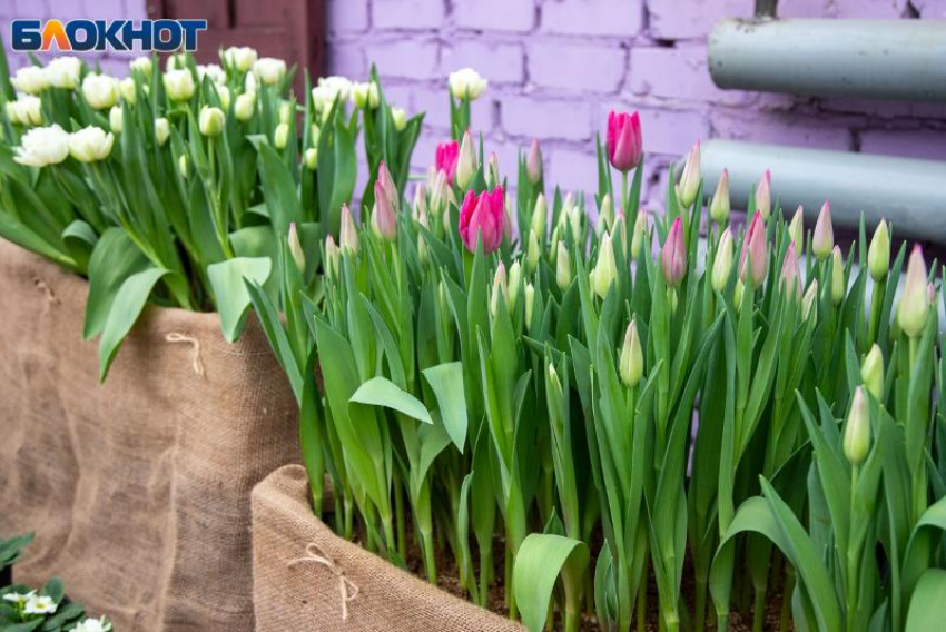 Энергетика дня требует холодного расчета: гороскоп на 2 марта