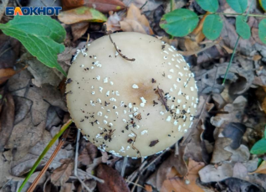 В Волгоградской области 30 человек отравились грибами 