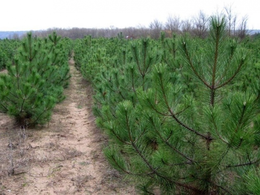 По настоящему лесу из крымской сосны смогут прогуляться волжане через пару лет 
