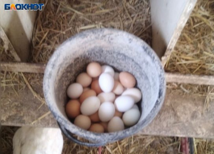 Помидоры, огурцы и яйца куриные: в Волжском продолжают дорожать продукты питания