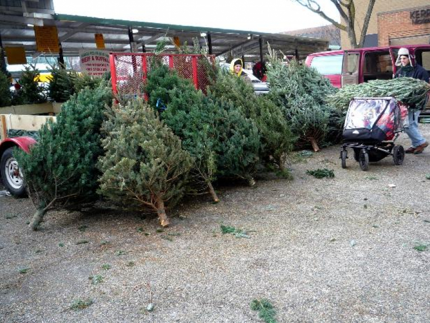 В Волжском продавец подрался с грабителем из-за елки