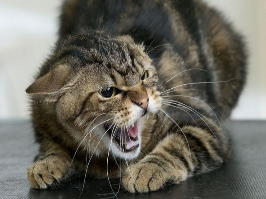 В Волжском у кошки зарегистрировали случай заболевания бешенством