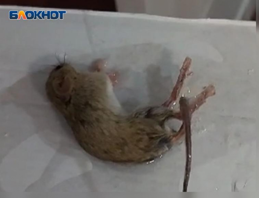 В цветных домах Волжского завелись мыши: видео 18+