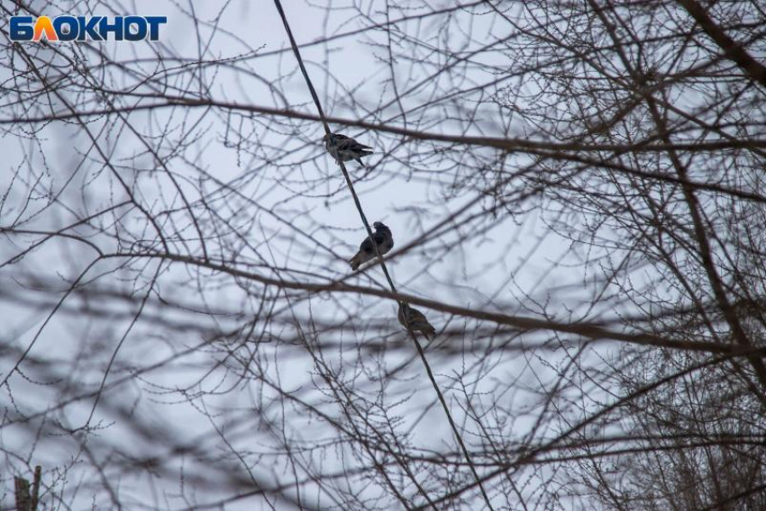 Морозы держатся в Волжском: погода