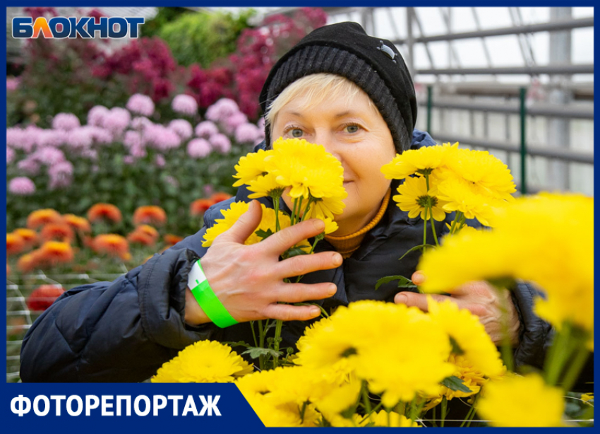 Фестиваль «королевы осени»: в Волжском цветут 40 тысяч хризантем 140 сортов