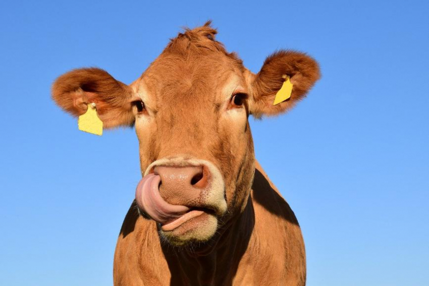 Всем любителям коров будет светить солнце: погода на среду в Волжском