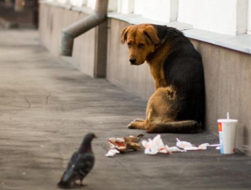В Волжском выделяют 1 миллион на бездомных животных