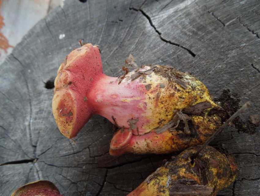 С сентября собирать грибы в Волгоградской области можно будет только по спецразрешению