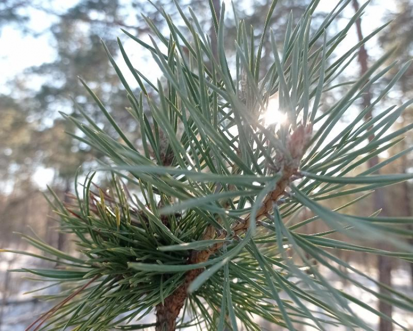 Елки под охраной: в лесах Волгоградской области усилили контроль перед Новым годом