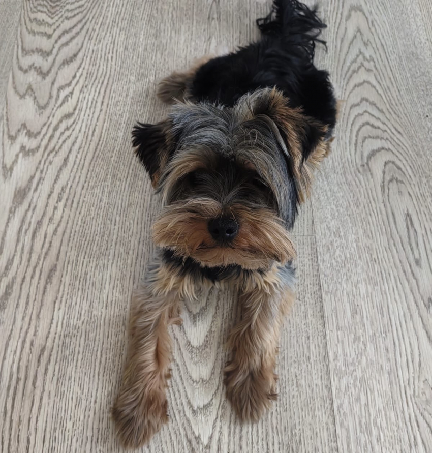 В Волжском пропал пес по кличке Микки с лежащим ухом 