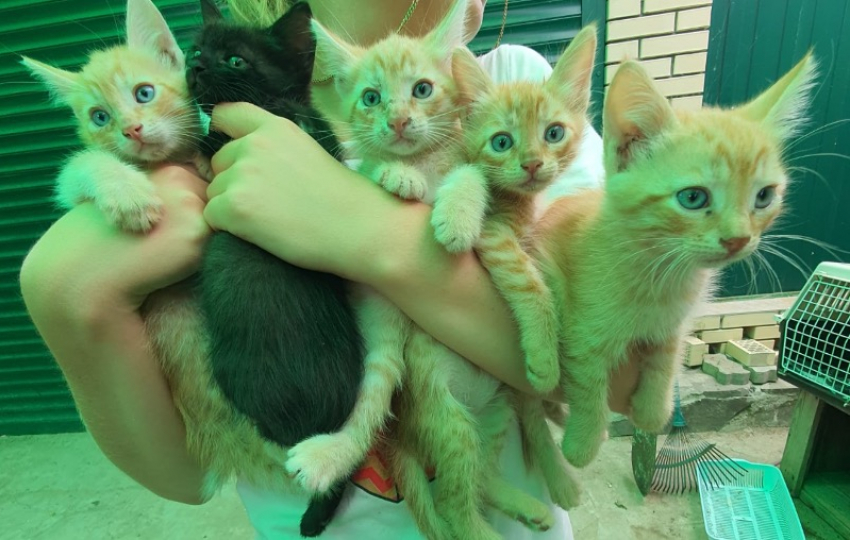 Маленькие рыжие котята ищут семью в Волжском