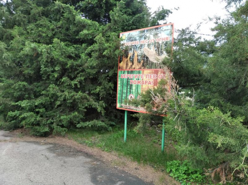 Для волжан продлили запрет на посещение лесов