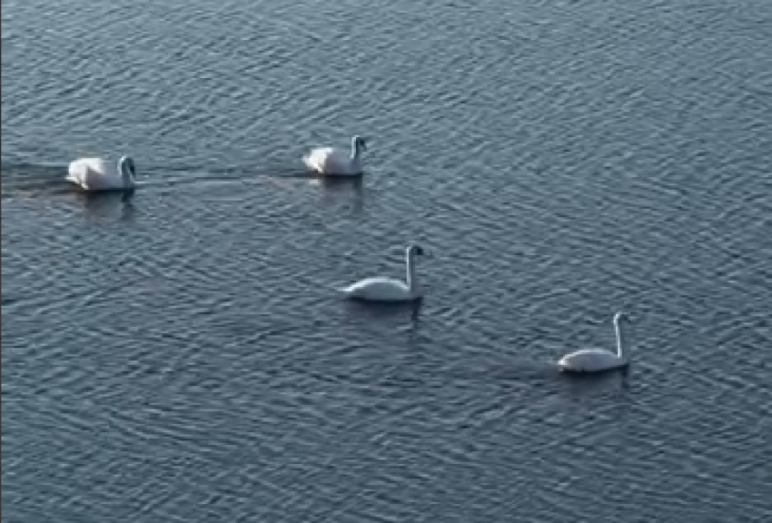 «Белые принцессы Ахтубы»: лебеди и уточки облюбовали парк Гайдыма и едят с рук у волжан