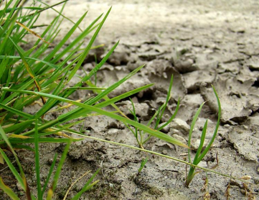 В 19 районах области ввели режим ЧС из-за засухи