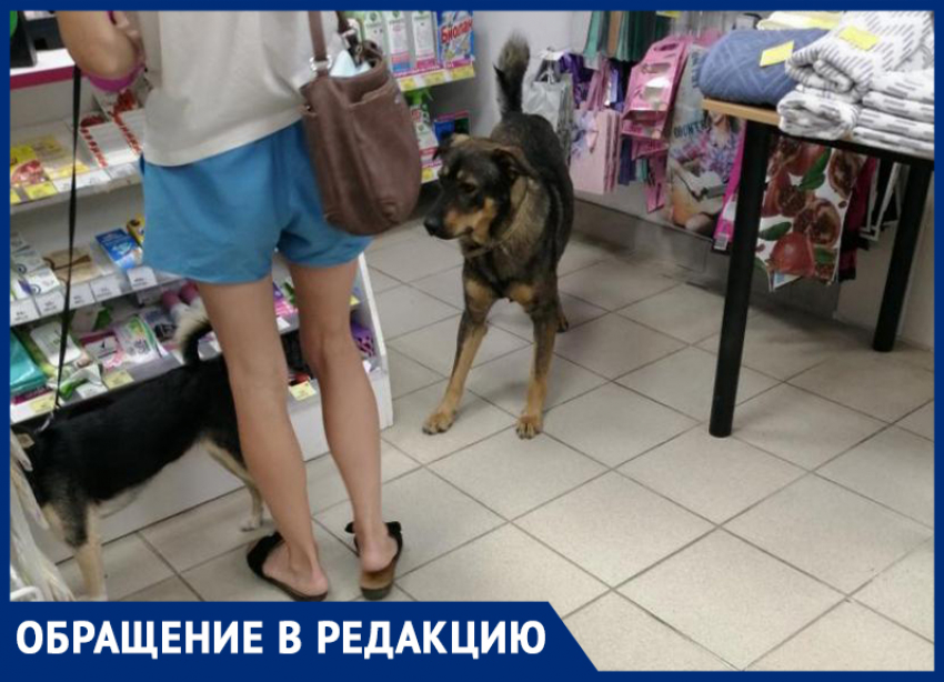 Дикие собаки бегают по магазину и пугают покупателей в Волжском