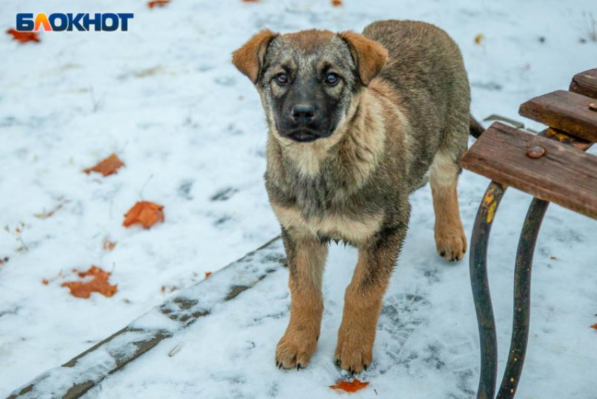 В Волжском ожидают зверств от уличных собак к весне