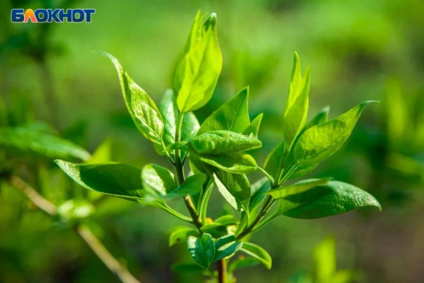 Среднеахтубинские жители жалуются в «Блокнот Волжский» на бездействие ТОС