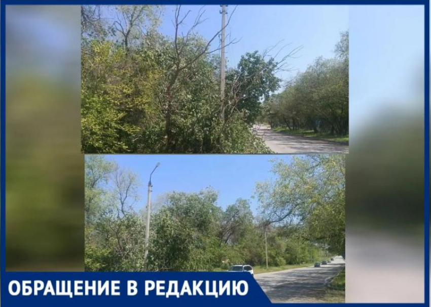 В Волжском после грозы дерево повисло на линиях электропередач