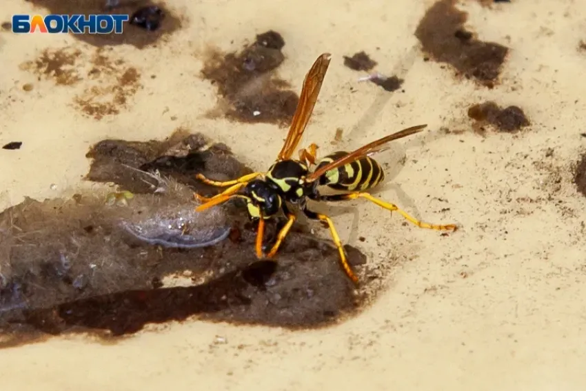 Ураганный ветер и жара: прогноз погоды в Волжском на среду