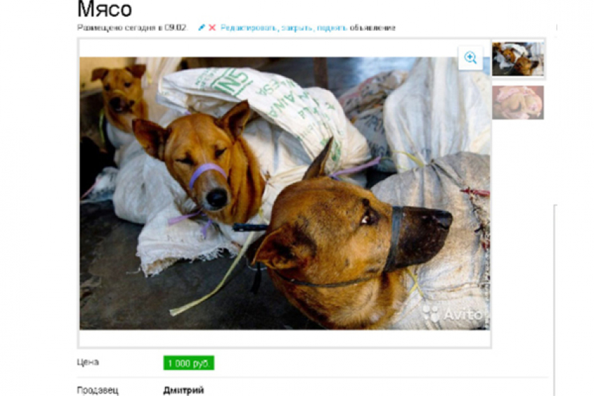 Волгоградец продает мясо собак по 1000 рублей 