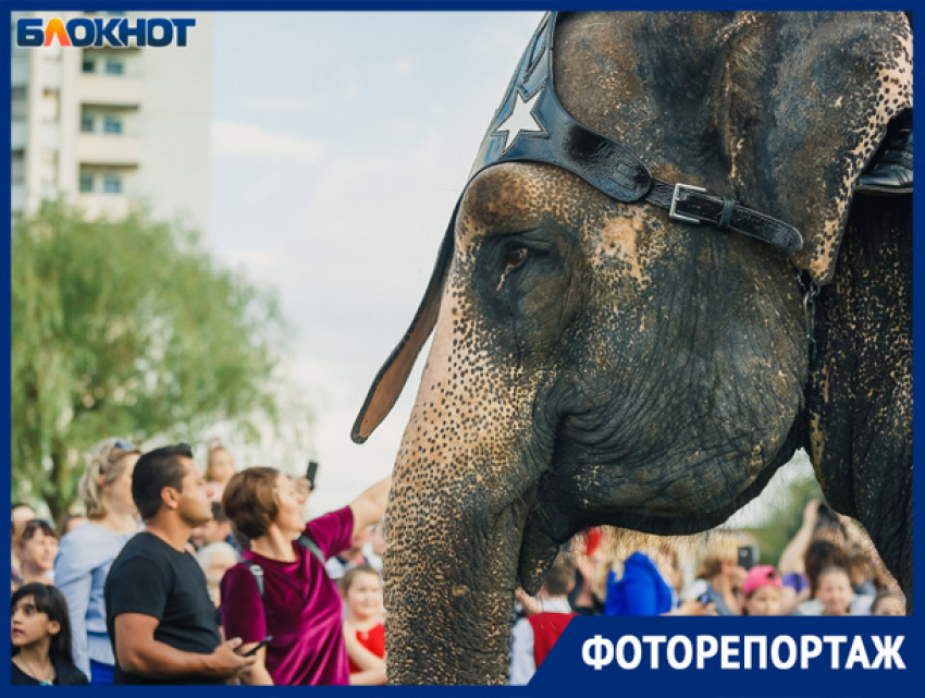 Шествие слонов на улицах Волжского запечатлел фотограф