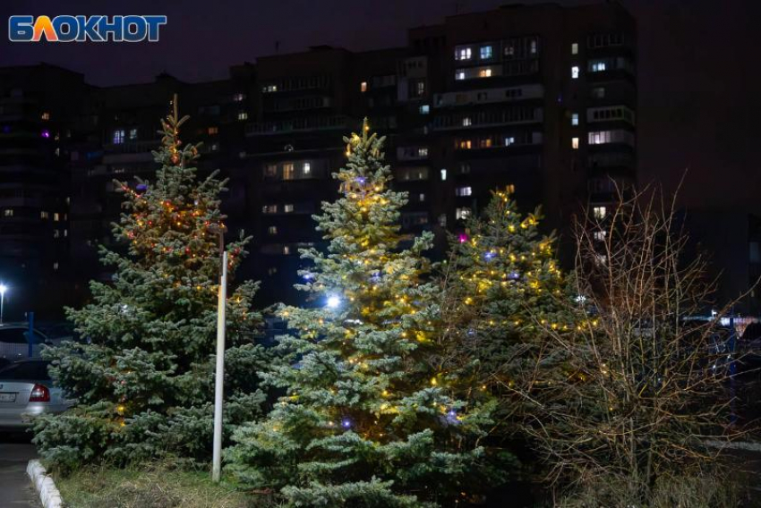 Как выбрать идеальную новогоднюю елку и избежать неприятных сюрпризов?